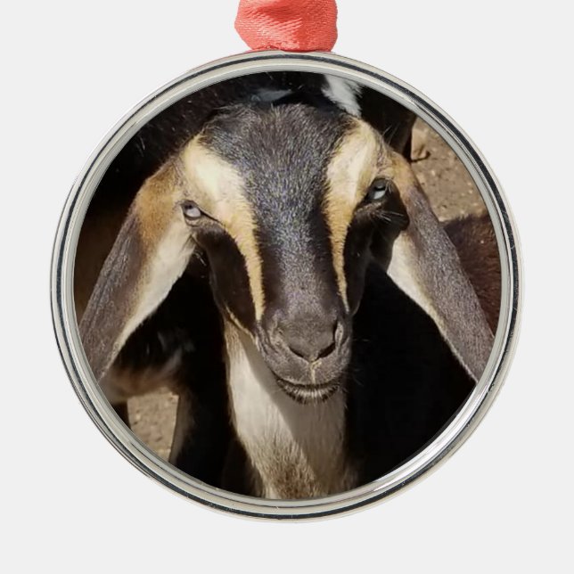 Blue Eyed Buckskin Mini Nubian Dairy Goat Kid Metal Ornament (Front)