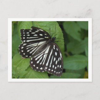 blue eyed butterfly postcard
