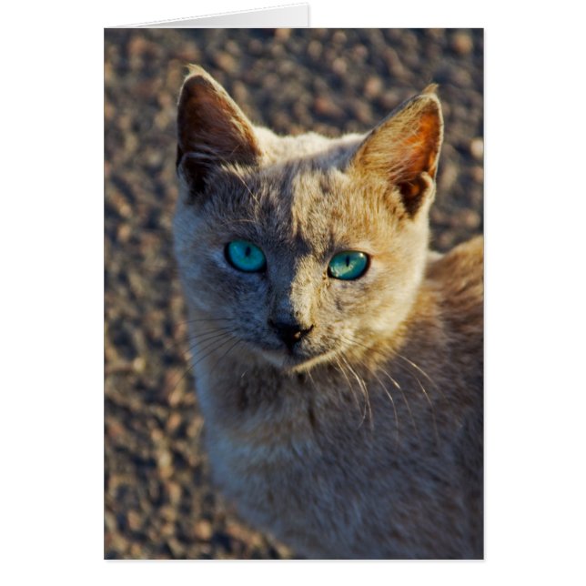 Blue Eyed cat (Front)