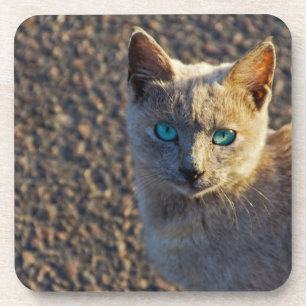 Blue Eyed cat Coaster