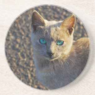 Blue Eyed cat Coaster