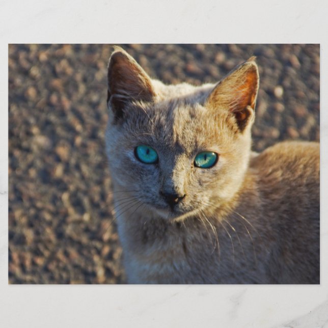 Blue Eyed cat Flyer (Front)