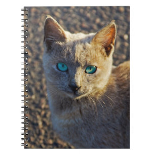 Blue Eyed cat Notebook