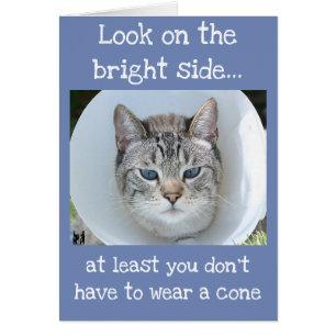 Blue-Eyed Cat Wearing Cone of Shame