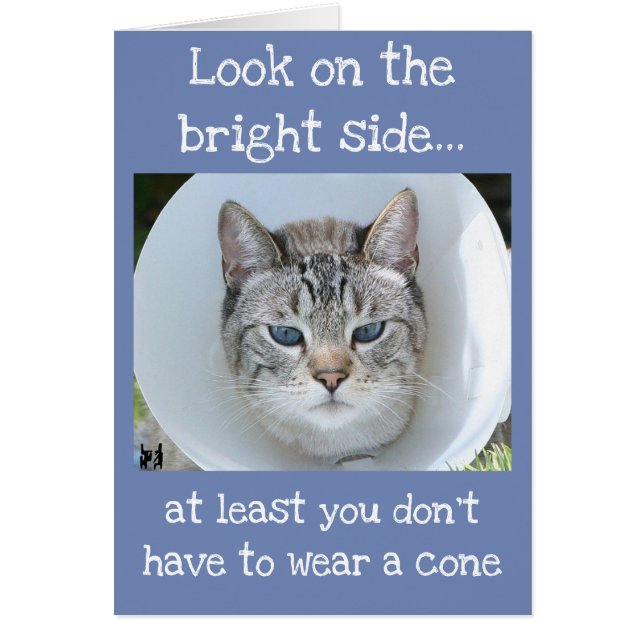 Blue-Eyed Cat Wearing Cone of Shame (Front)