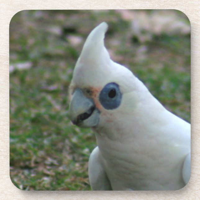Blue Eyed Cockatoo Coaster (Front)