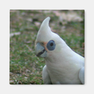 Blue Eyed Cockatoo Magnet