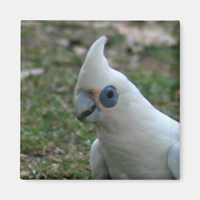 Blue Eyed Cockatoo Magnet (Front)