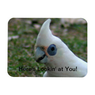 Blue Eyed Cockatoo Magnet