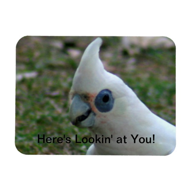 Blue Eyed Cockatoo Magnet (Horizontal)