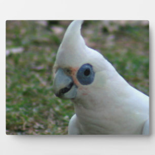 Blue Eyed Cockatoo Plaque