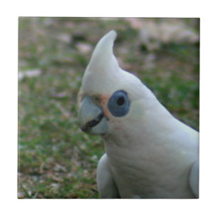 Blue Eyed Cockatoo Tile
