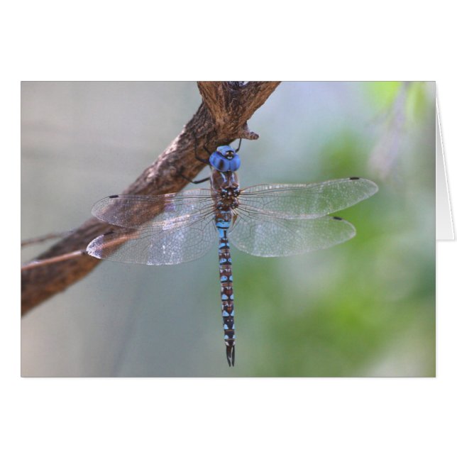 Blue-eyed darner dragonfly (Front Horizontal)