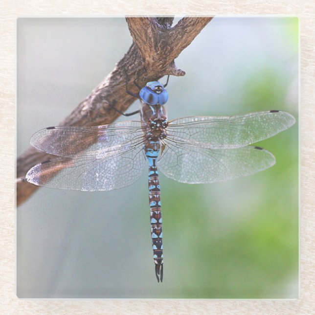 Blue-eyed Darner Dragonfly Glass Coaster (Front)