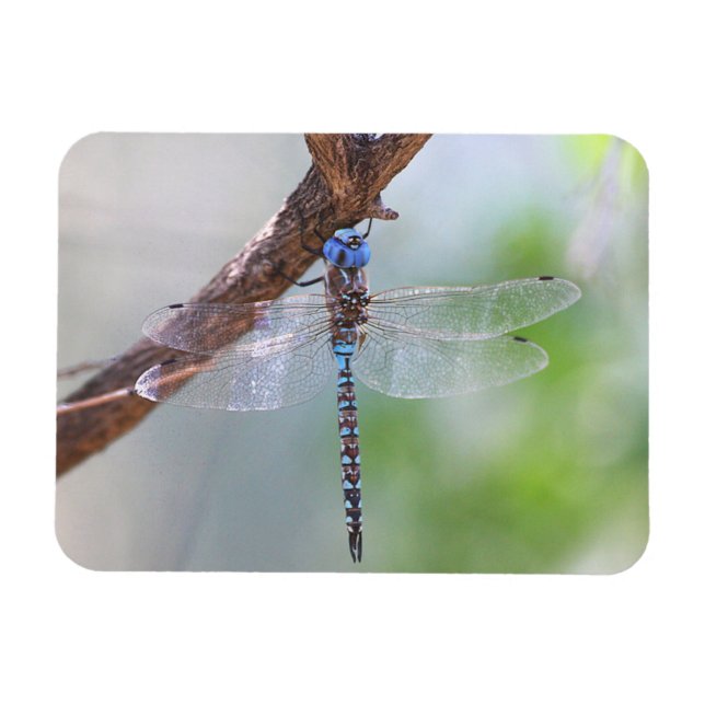 Blue-eyed Darner Dragonfly Magnet (Horizontal)