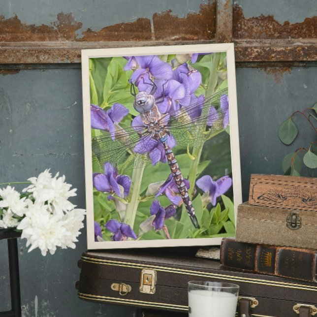 Blue-Eyed Darner Dragonfly on Purple Aconite Photo Print (In Situ)
