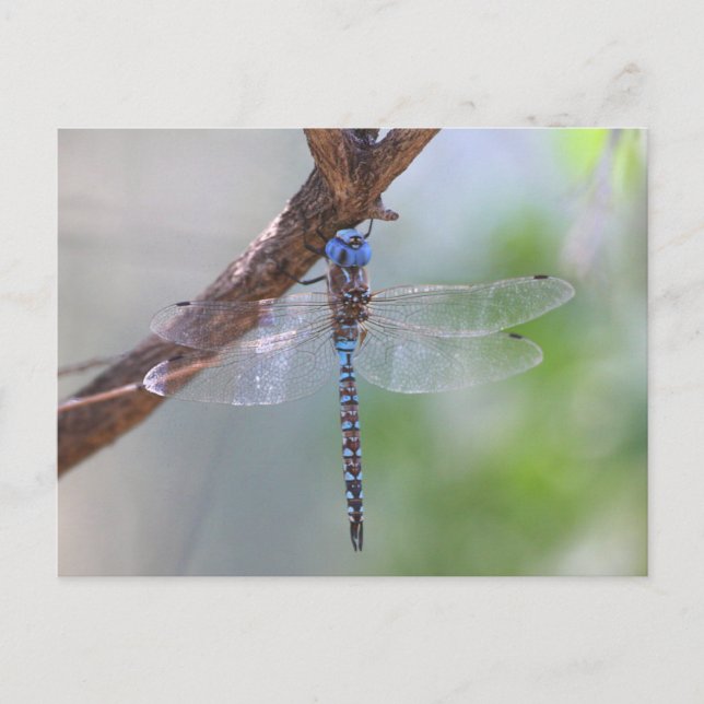 Blue-eyed Darner Dragonfly Postcard (Front)