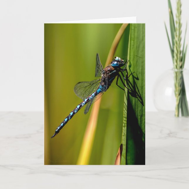 Blue-eyed Darner Dragonfly Thank You Card (Front)