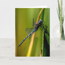 Blue-eyed Darner Dragonfly Thank You Card