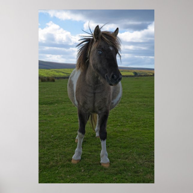 Blue Eyed Dartmoor Pony Poster (Front)