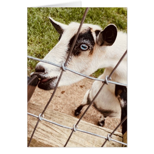 blue eyed goat (Front)