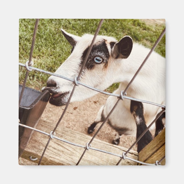 blue eyed goat magnet (Front)