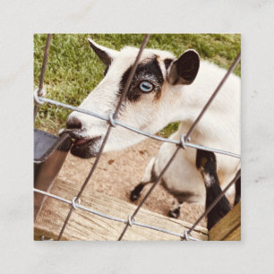 blue eyed goat square business card