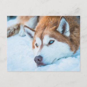 BLUE-EYED HUSKY - BRECKENRIDGE, COLORADO, USA POSTCARD
