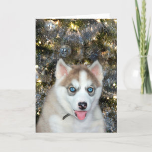 Blue eyed husky Christmas Holiday Card