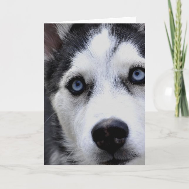 Blue Eyed Husky  Greeting Cards (Front)