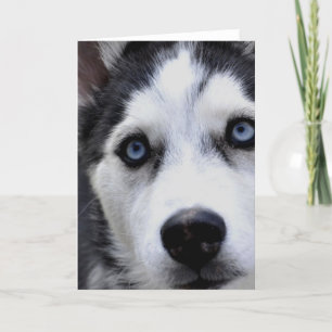 Blue Eyed Husky Greeting Cards