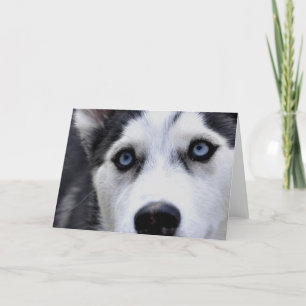 Blue Eyed Husky  Greeting Cards