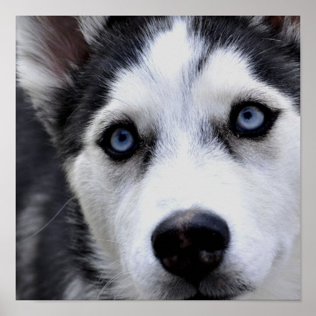 Blue Eyed Husky Poster (Front)