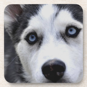 Blue Eyed Husky Set of Six Coasters