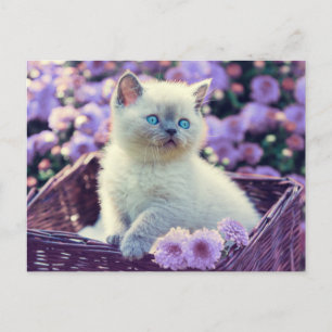 Blue Eyed Kitten Baby Cat In Basket Lilac Flowers Postcard