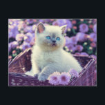 Blue Eyed Kitten Baby Cat In Basket Lilac Flowers Postcard<br><div class="desc">An overload of cuteness with this blue eyed kitten sitting in a wicker basket set amongst lilac flowers.</div>