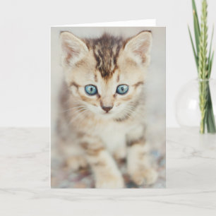 Blue Eyed Kitty Card