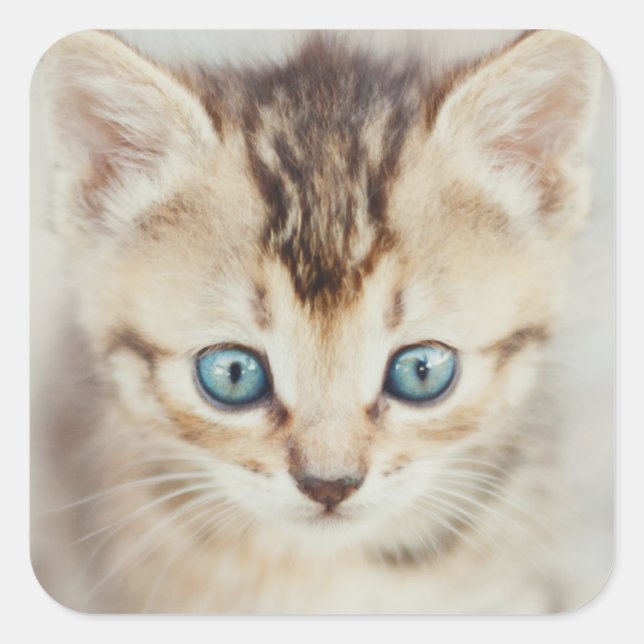 Blue Eyed Kitty Square Sticker (Front)