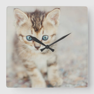 Blue Eyed Kitty Square Wall Clock
