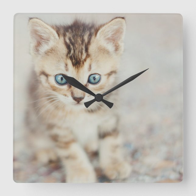 Blue Eyed Kitty Square Wall Clock (Front)