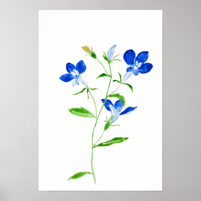 blue eyed Mary flower Poster (Front)