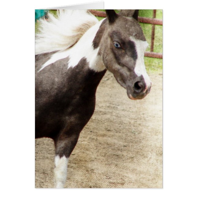 Blue Eyed Mini in Liberty Class (Front)
