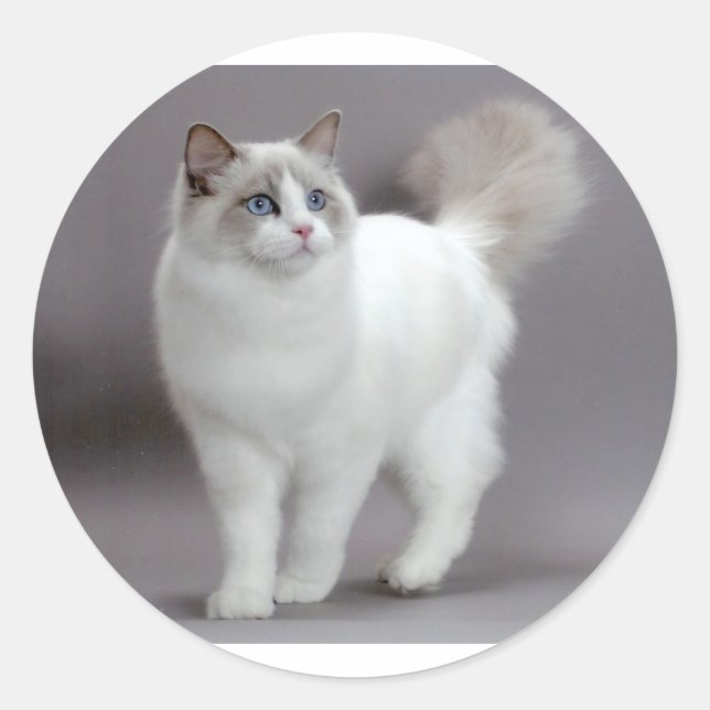 Blue-Eyed Ragdoll Cat Purfection Classic Round Sticker (Front)
