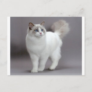 Blue-Eyed Ragdoll Cat Purfection Postcard