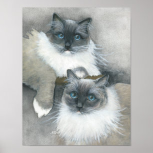 Blue Eyed Ragdoll Cat watercolor Poster