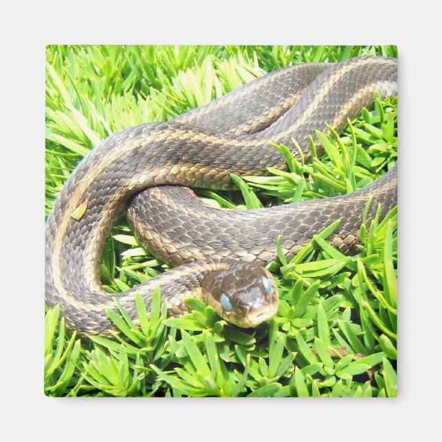 Blue Eyed Snake ~ magnet (Front)