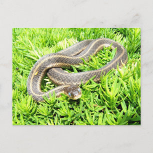 Blue eyed snake ~ postcard