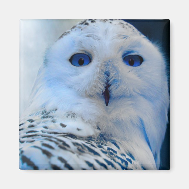 Blue Eyed Snow Owl Magnet (Front)