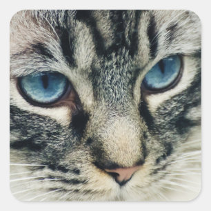Blue-Eyed Tabby Cat Close-up Square Sticker