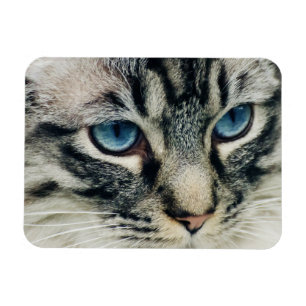 Blue-eyed Tabby Cat Face Close-ip Magnet